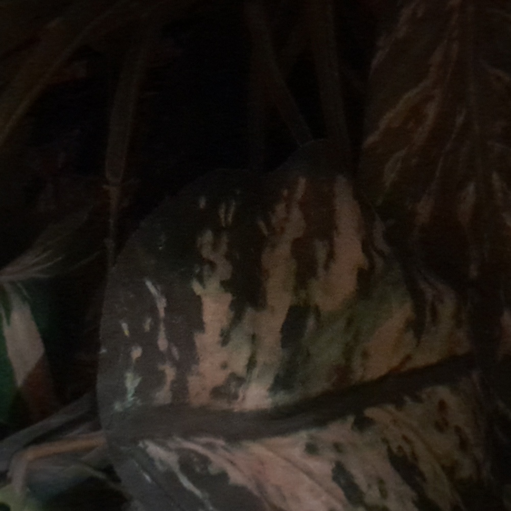 Meet your Posher, Nathan